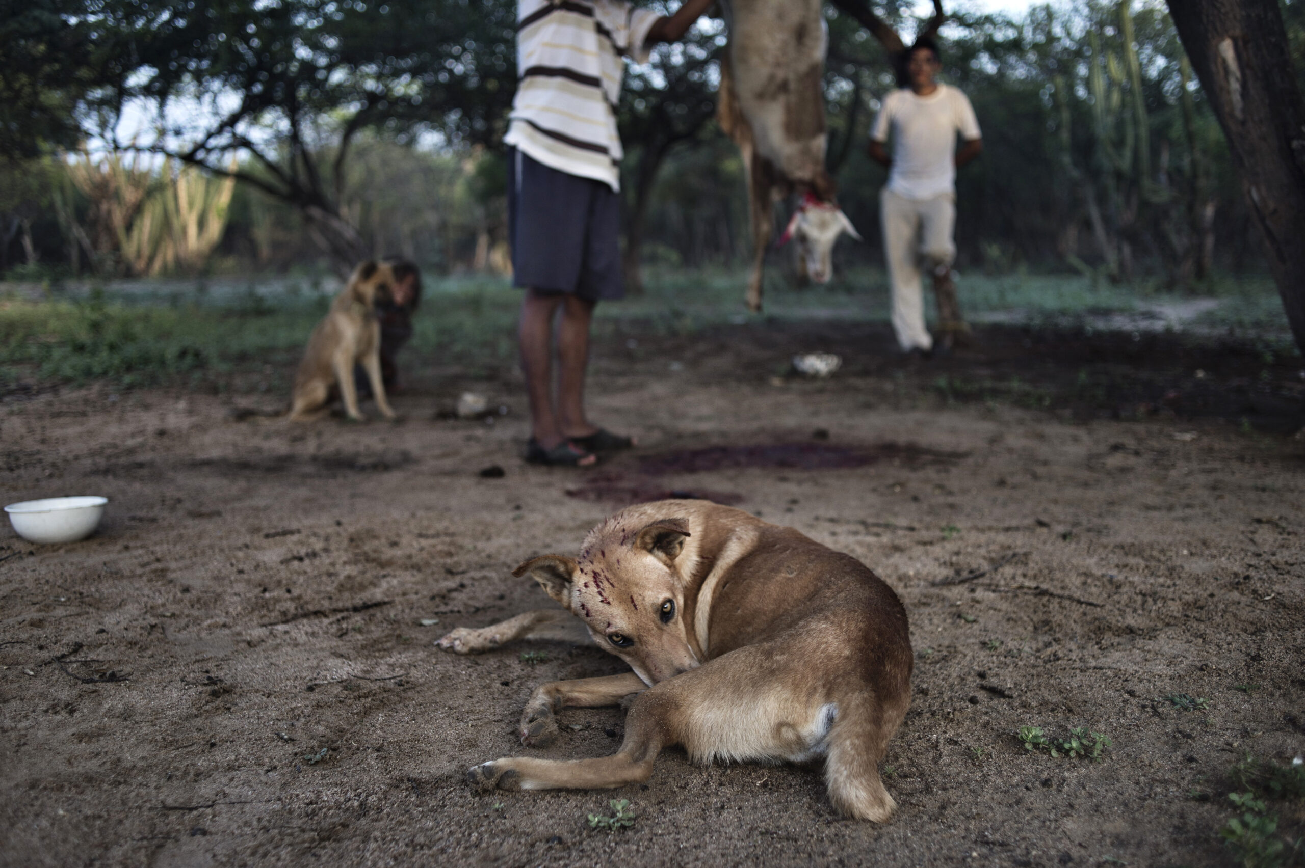 Comme dans bien d’autres endroits, les femmes et les enfants gèrent la vie de la rancheria pendant que les hommes s’attèlent à des tâches rémunérées chez
 des propriétaires terriens ou pour des travaux informels divers comme le sacrifice d’animaux.
Ici, ils tuent une chèvre pour la fin de la cérémonie d’enfermement de Nasli. La Guajira, Colombie, Novembre 2014